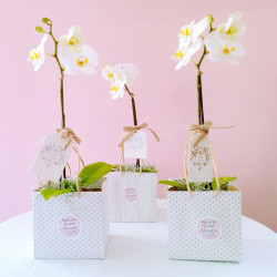 Mini Phalaenopsis Plant with Spanish Moss
