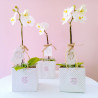Mini Phalaenopsis Plant with Spanish Moss