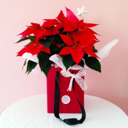 Poinsettia Prestige