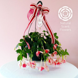 Hanging Fuchsia with Christmas Ribbon and Angel