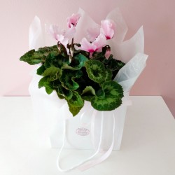 Pink Cyclamen