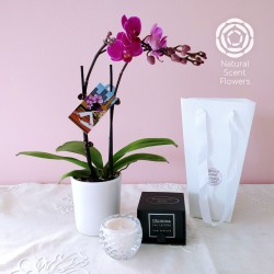 Mini Orchid with Handmade Soy Candle