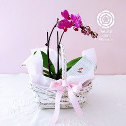 Basket of Orchid and Organic Floral Tea
