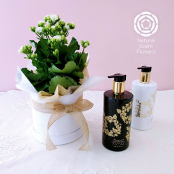 Kalanchoe Plant and MOR Beauty Gift Set