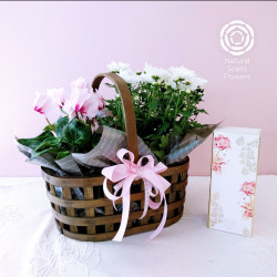 Double Plant Basket with MOR Diffuser Gift Set