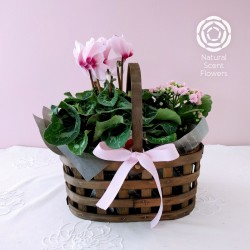 Double Plant Basket Gift Set