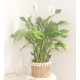 Simply Elegant- "Peace Lily,