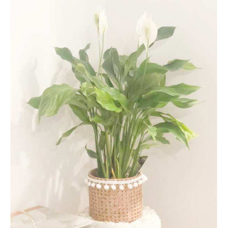 Simply Elegant- "Peace Lily,