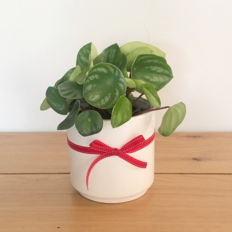 Peperomia Watermelon with pot