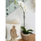 Phalaenopsis Pot with Angel Decoration in Wooden Planter