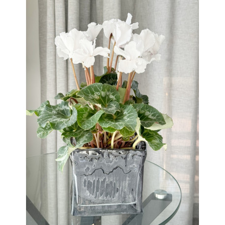 Cyclamen Plant