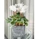 Cyclamen Plant